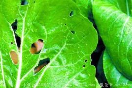 有虫眼的蔬菜就是无农药吗？