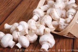 蘑菇之所以被喜爱的原因