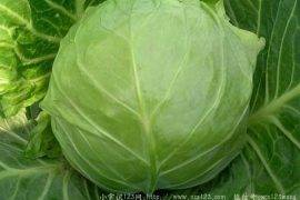 甘蓝的营养价值 吃甘蓝有什么好处？