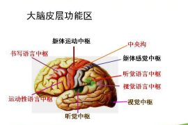 失语症的临床表现与治疗方法