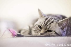 千万别盲目相信“养生妙方” 吃南瓜来降糖可靠吗