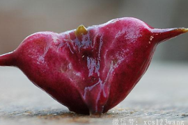 菱角可以蒸着吃吗 蒸多长时间熟