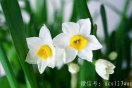 什么花不宜放室内种养 夜来香使人头晕