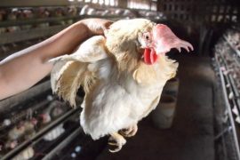 杀鸡快速简单拔毛方法 杀鸡拔毛水温80℃左右最宜