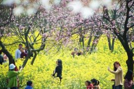春天外出踏青注意事项 花草虽美小心有毒