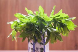 盆景植物的功效超乎想象 茉莉花泡茶有养颜的功效