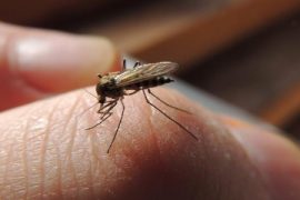 比较容易招蚊子的人群揭秘 居家防蚊用五招