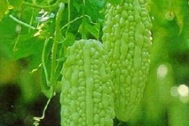 痱子怎么治？苦瓜汁治疗痱子的偏方