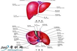 治疗各类肝病的食疗配方