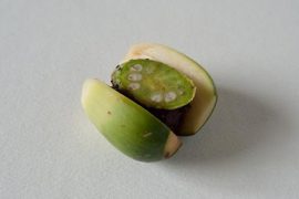 治疗胃溃疡试试这些偏方