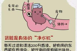 肾好才是硬道理 日常保护肾脏的方法