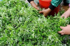 艾叶的功效 中医大夫教你用艾叶和黑眼圈说拜拜