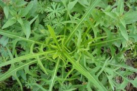 10种常见的野菜对身体健康大有好处